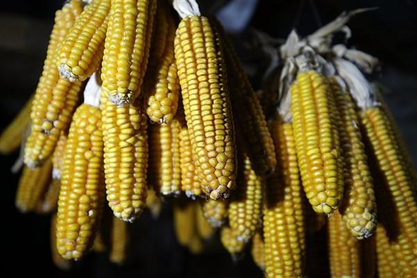 Karadeniz'in çalışkan kadınlarından mısır unu mesaisi. Foto Haber 7
