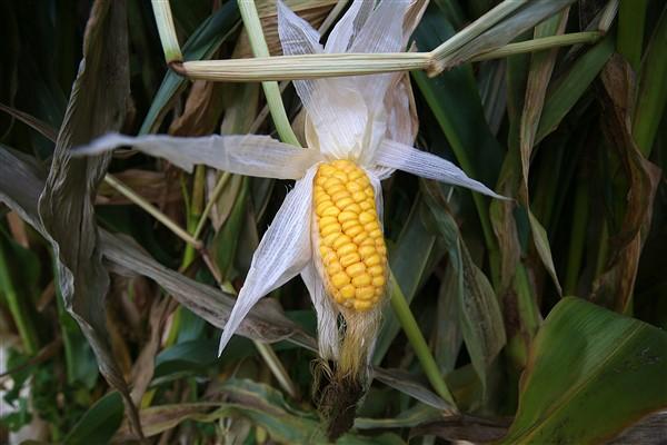 Karadeniz'in çalışkan kadınlarından mısır unu mesaisi. Foto Haber 6