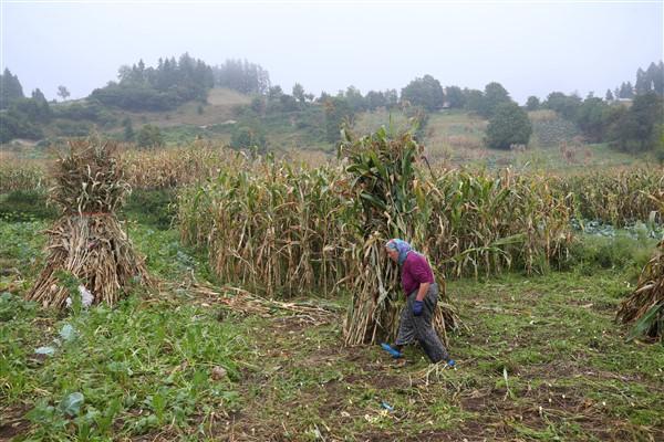 Karadeniz'in çalışkan kadınlarından mısır unu mesaisi. Foto Haber 4