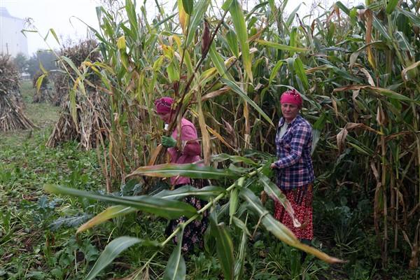 Karadeniz'in çalışkan kadınlarından mısır unu mesaisi. Foto Haber 5