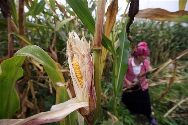 Karadeniz'in çalışkan kadınlarından mısır unu mesaisi. Foto Haber 3