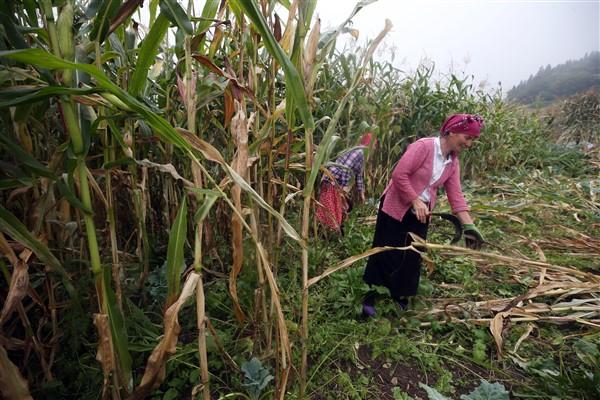 Karadeniz'in çalışkan kadınlarından mısır unu mesaisi. Foto Haber 2