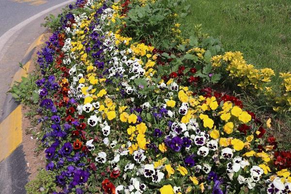 Akçaabat’ta hizmet seferberliği devam ediyor. Foto Haber 1