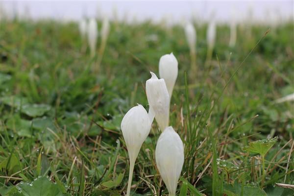 Doğu Karadeniz'de 'vargit' çiçekleri açtı; yaylacılar dönüşe geçti. Foto Haber 8