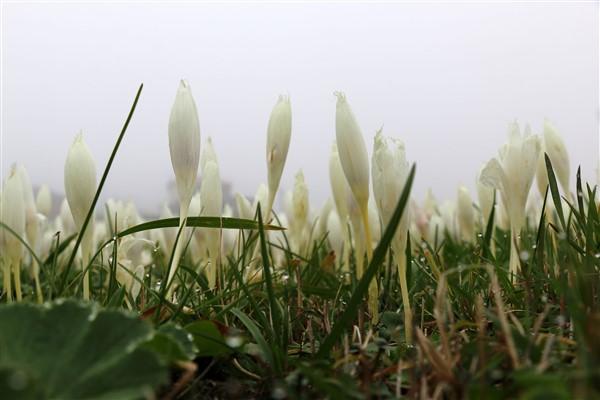 Doğu Karadeniz'de 'vargit' çiçekleri açtı; yaylacılar dönüşe geçti. Foto Haber 6