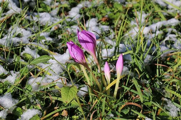 Doğu Karadeniz'de 'vargit' çiçekleri açtı; yaylacılar dönüşe geçti. Foto Haber 2