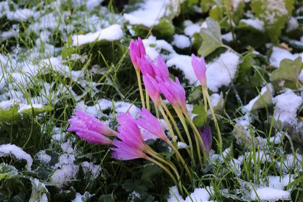 Doğu Karadeniz'de 'vargit' çiçekleri açtı; yaylacılar dönüşe geçti. Foto Haber 3
