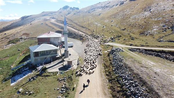 Doğu Karadeniz'de 'vargit' çiçekleri açtı; yaylacılar dönüşe geçti. Foto Haber 14