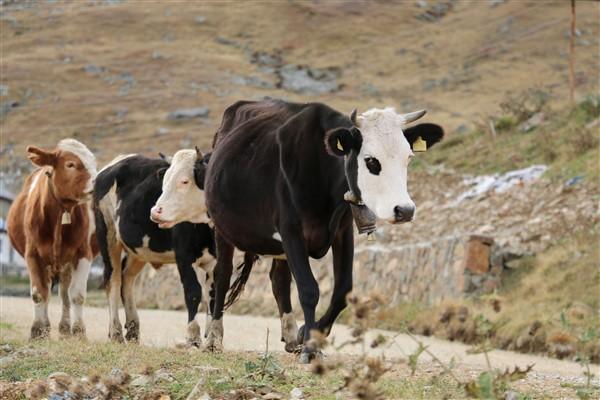 Doğu Karadeniz'de 'vargit' çiçekleri açtı; yaylacılar dönüşe geçti. Foto Haber 10