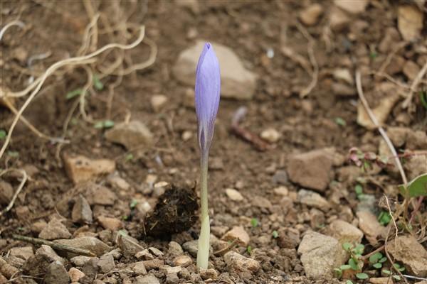 Doğu Karadeniz'de 'vargit' çiçekleri açtı; yaylacılar dönüşe geçti. Foto Haber 12