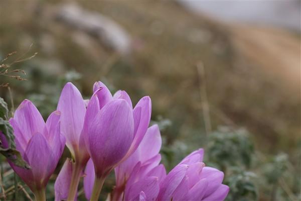 Doğu Karadeniz'de 'vargit' çiçekleri açtı; yaylacılar dönüşe geçti. Foto Haber 13
