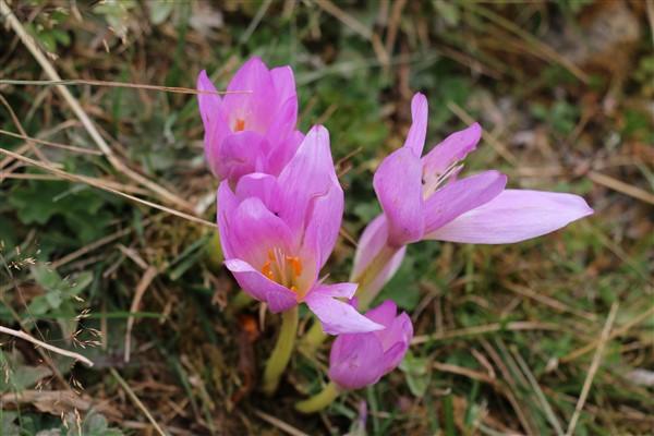 Doğu Karadeniz'de 'vargit' çiçekleri açtı; yaylacılar dönüşe geçti. Foto Haber 9
