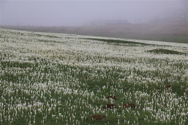 Doğu Karadeniz'de 'vargit' çiçekleri açtı; yaylacılar dönüşe geçti. Foto Haber 11