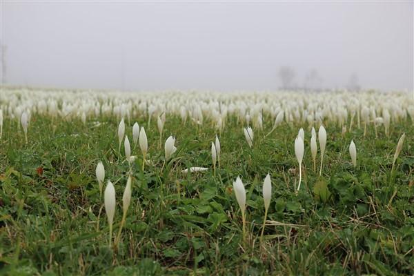 Doğu Karadeniz'de 'vargit' çiçekleri açtı; yaylacılar dönüşe geçti. Foto Haber 7