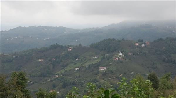 Trabzon'dak köpeki ölümleri ile alakalı korkunç iddia! Foto Haber 11