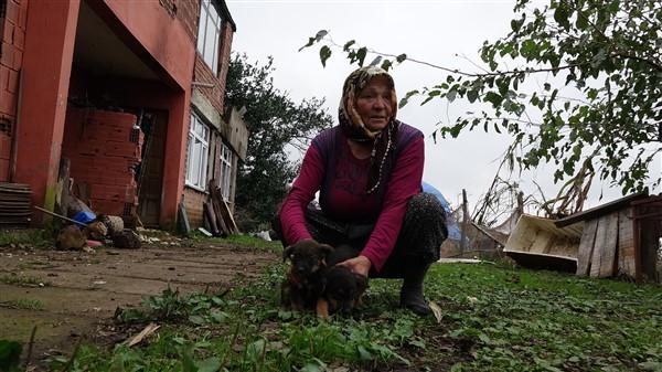 Trabzon'dak köpeki ölümleri ile alakalı korkunç iddia! Foto Haber 7
