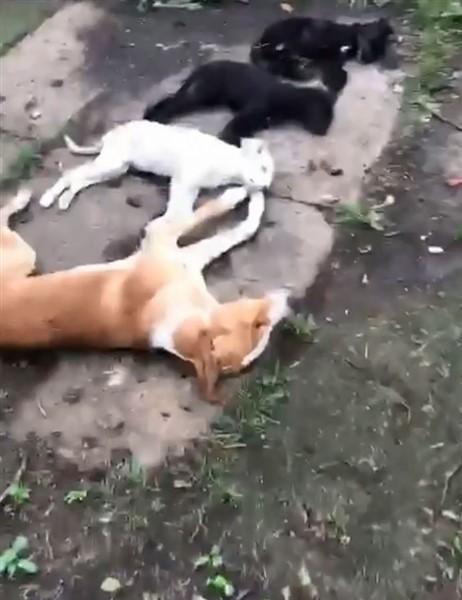 Trabzon'dak köpeki ölümleri ile alakalı korkunç iddia! Foto Haber 8