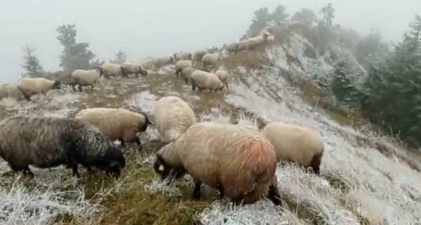 Trabzon'da yaylalarda karaltında zorlu mesai! Foto Haber 5