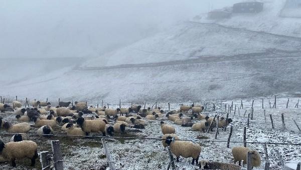Trabzon'da yaylalarda karaltında zorlu mesai! Foto Haber 3