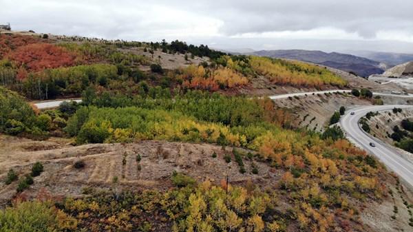 Kop Dağında renk cümbüşü. Foto Galeri 2