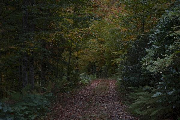 Trabzon'da Taşlıyatak Yaylası sonbahar renklerine büründü. Foto Galeri 2