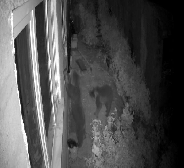 Rize'de ayılar boş evi böyle yokladı. Foto Galeri 4