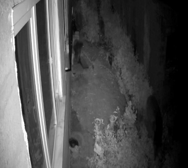 Rize'de ayılar boş evi böyle yokladı. Foto Galeri 5