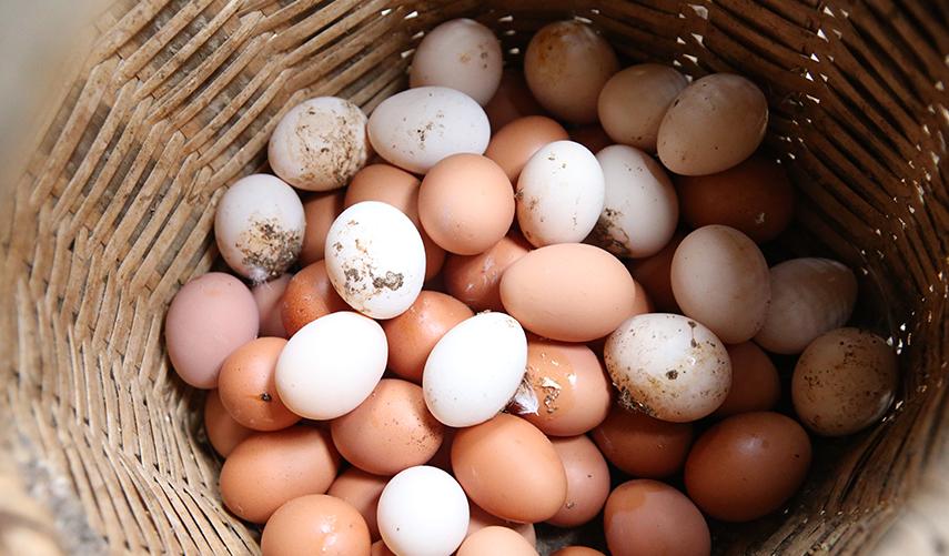 Babaannesini örnek aldı! Tavuk çiftliği kurdu. Foto Galeri 9