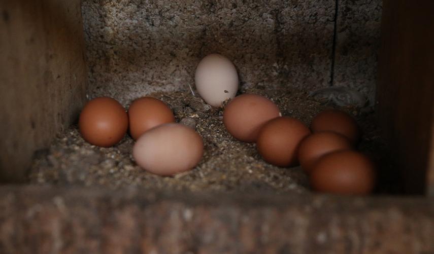 Babaannesini örnek aldı! Tavuk çiftliği kurdu. Foto Galeri 10