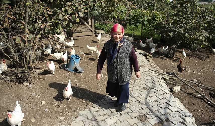 Babaannesini örnek aldı! Tavuk çiftliği kurdu. Foto Galeri 2