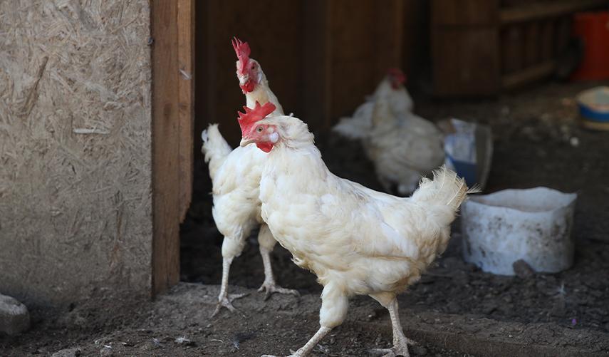 Babaannesini örnek aldı! Tavuk çiftliği kurdu. Foto Galeri 3