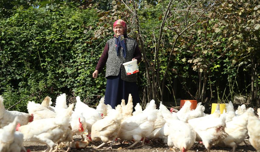Babaannesini örnek aldı! Tavuk çiftliği kurdu. Foto Galeri 4