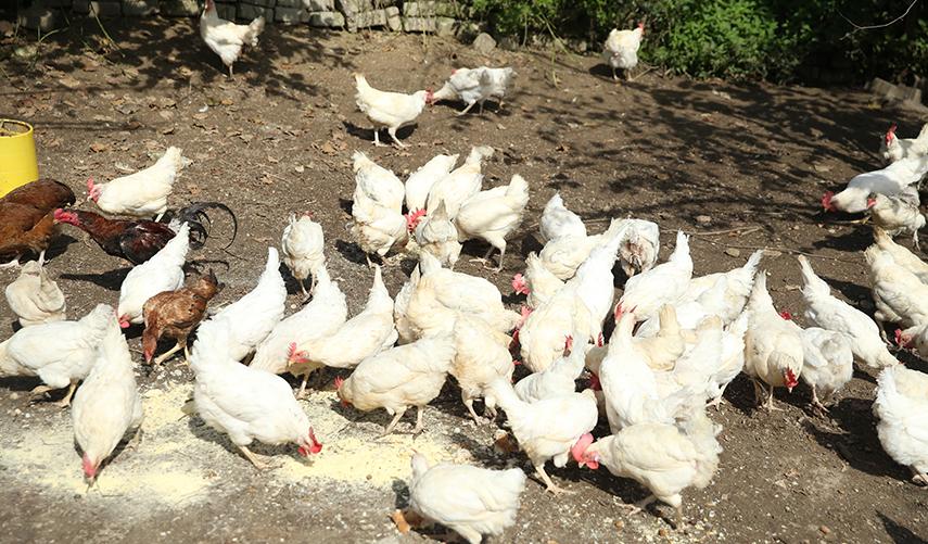 Babaannesini örnek aldı! Tavuk çiftliği kurdu. Foto Galeri 5