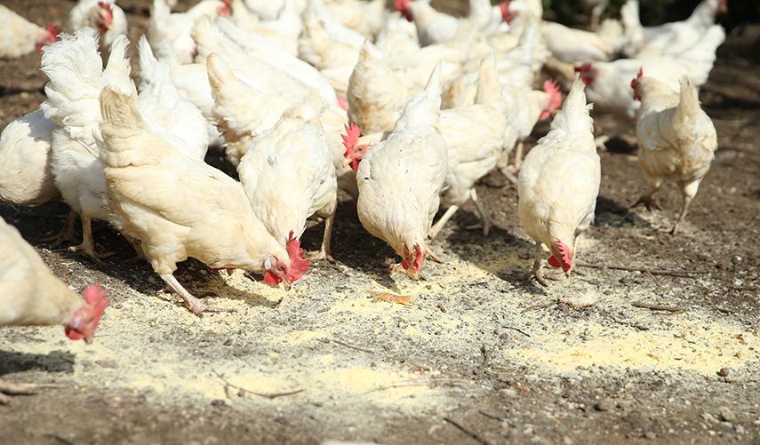 Babaannesini örnek aldı! Tavuk çiftliği kurdu. Foto Galeri 6