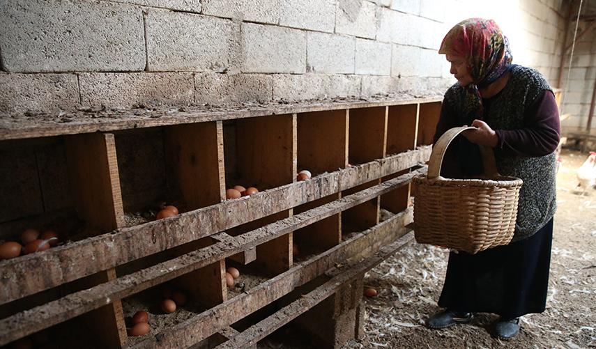 Babaannesini örnek aldı! Tavuk çiftliği kurdu. Foto Galeri 7