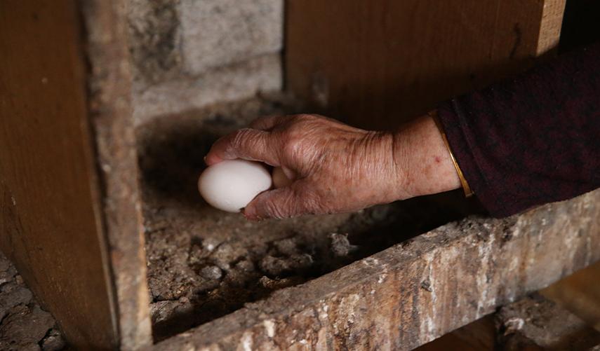 Babaannesini örnek aldı! Tavuk çiftliği kurdu. Foto Galeri 8