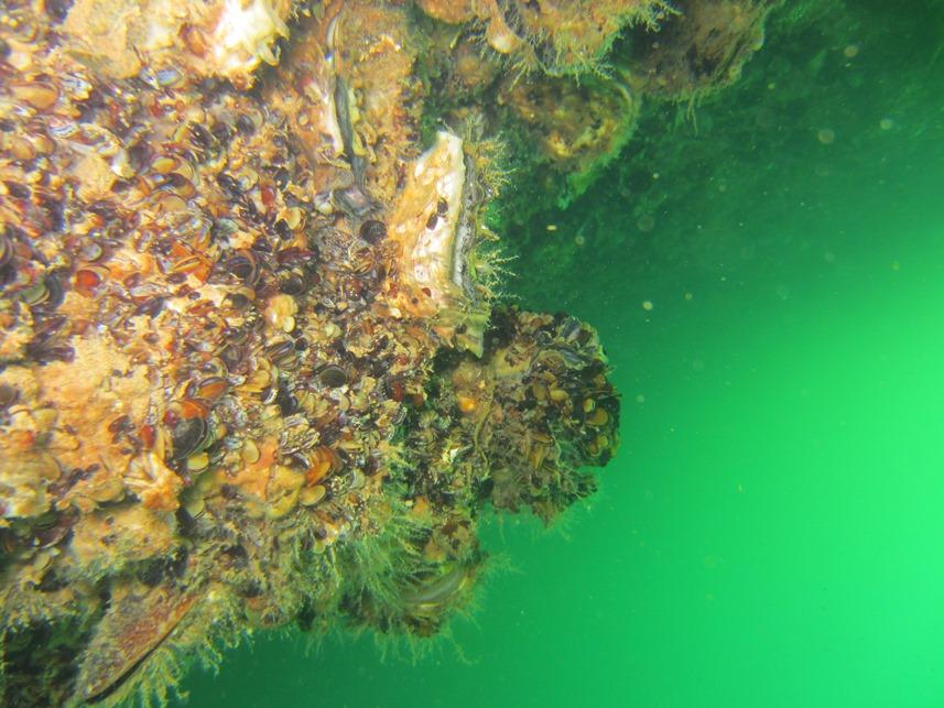 Dünyada çok pahalı ve en çok üretilen tür! Karadeniz'i istila ediyor 13