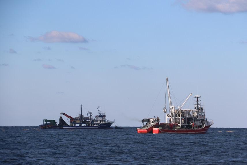 Dünyada çok pahalı ve en çok üretilen tür! Karadeniz'i istila ediyor 2