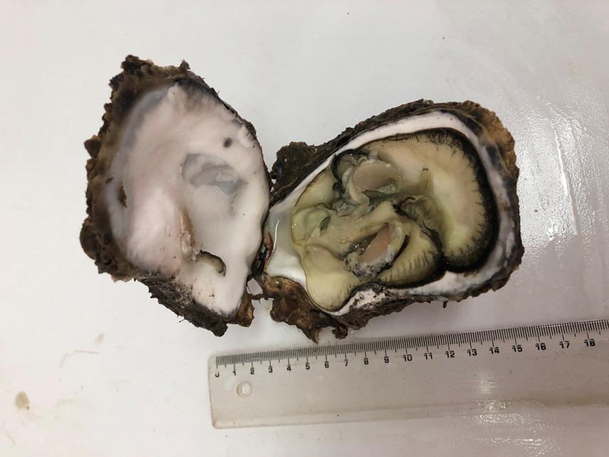 Dünyada çok pahalı ve en çok üretilen tür! Karadeniz'i istila ediyor 12