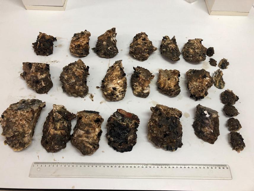 Dünyada çok pahalı ve en çok üretilen tür! Karadeniz'i istila ediyor 11