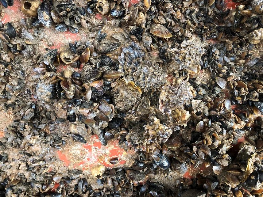 Dünyada çok pahalı ve en çok üretilen tür! Karadeniz'i istila ediyor 10