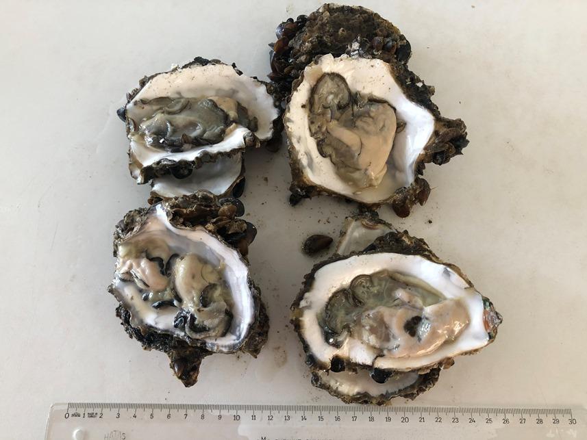 Dünyada çok pahalı ve en çok üretilen tür! Karadeniz'i istila ediyor 9