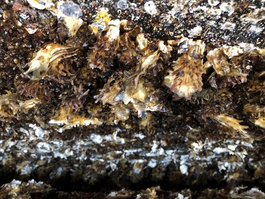 Dünyada çok pahalı ve en çok üretilen tür! Karadeniz'i istila ediyor 8