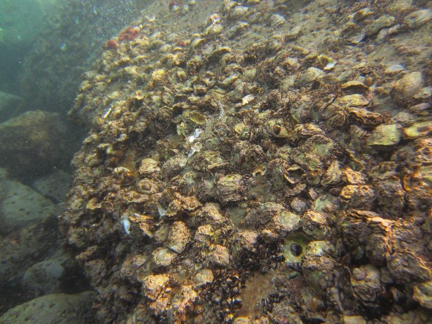 Dünyada çok pahalı ve en çok üretilen tür! Karadeniz'i istila ediyor 7