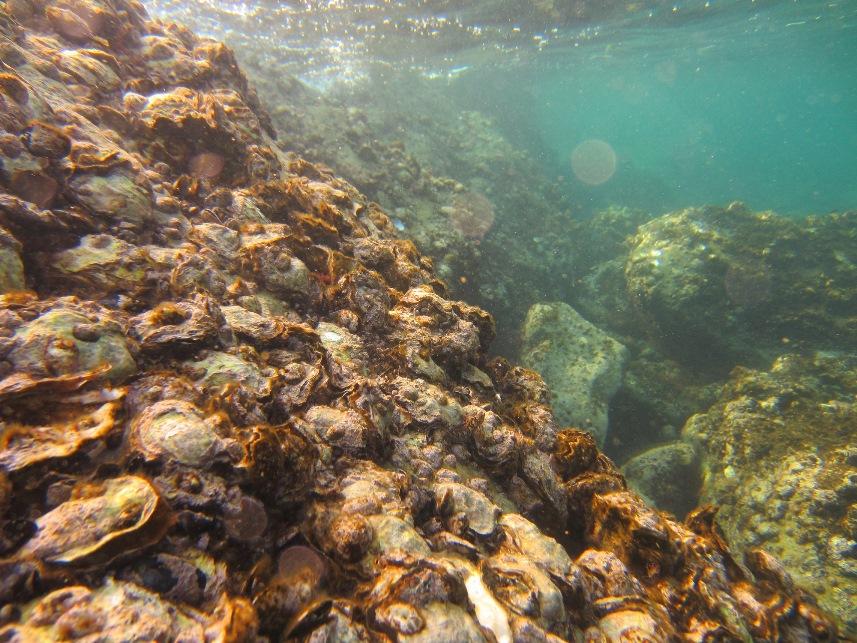 Dünyada çok pahalı ve en çok üretilen tür! Karadeniz'i istila ediyor 6