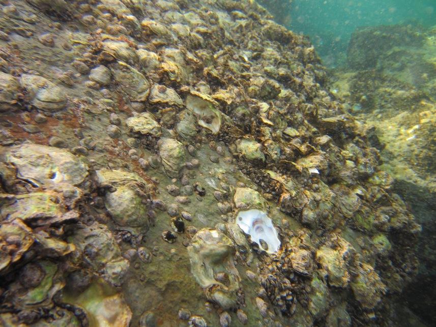 Dünyada çok pahalı ve en çok üretilen tür! Karadeniz'i istila ediyor 5