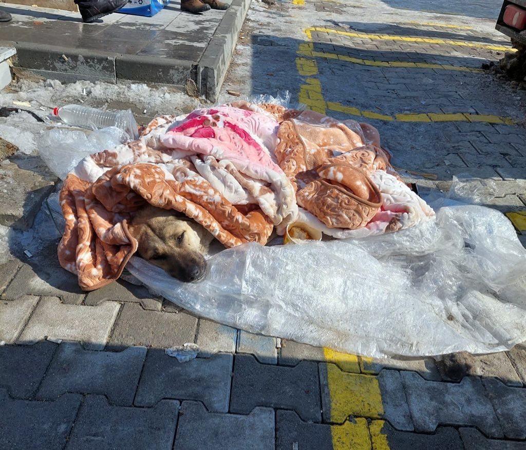 Trabzon Büyükşehir Belediyesi yara sarıyor 16