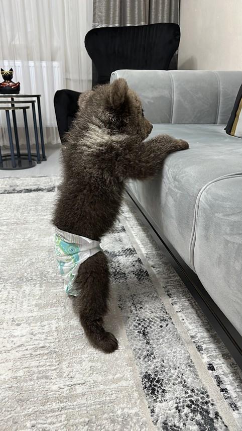 Gümüşhane'de Bebek bezli yavru ayı ‘Yogi’ evin maskotu oldu 12