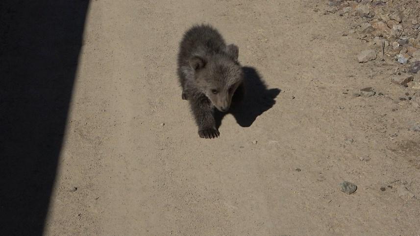 Gümüşhane'de Bebek bezli yavru ayı ‘Yogi’ evin maskotu oldu 5