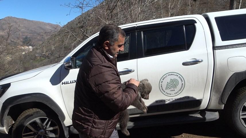 Gümüşhane'de Bebek bezli yavru ayı ‘Yogi’ evin maskotu oldu 14